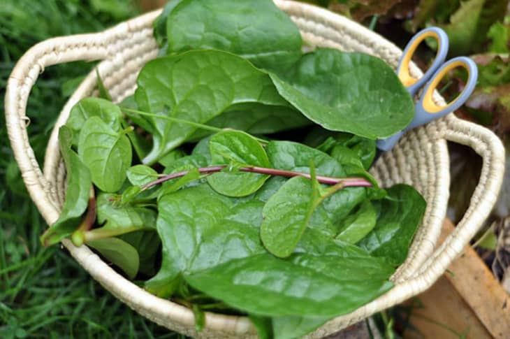 Ceylon spinach