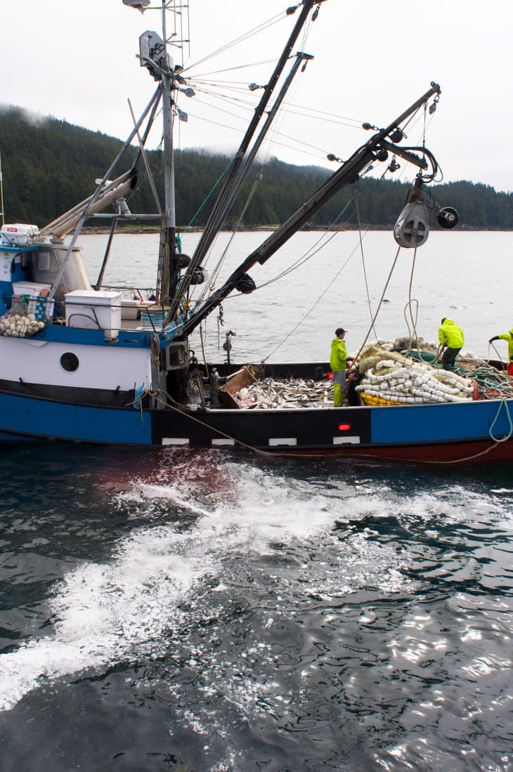 One Way to Catch Salmon In Alaska: Onboard the Purse Seine Owyhee | The  Kitchn