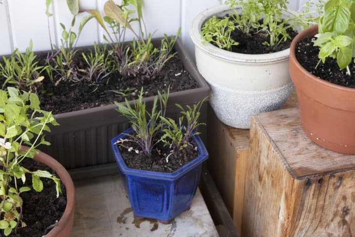 What to Know About Indoor Gardening | The Kitchn