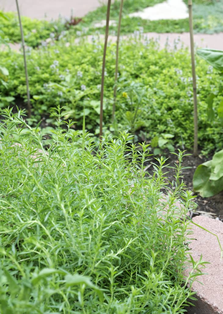 How To Grow Thyme Kitchn