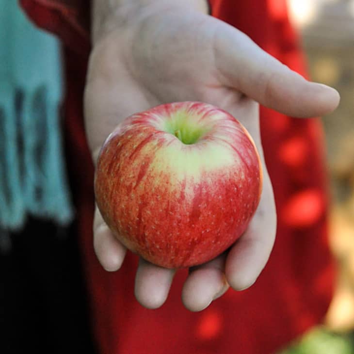From Orchard to Market: Come Along on an Apple Harvest!  Kitchn