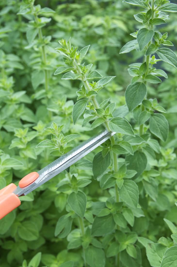 Pruning Oregano Plants to Encourage Bushier Growth