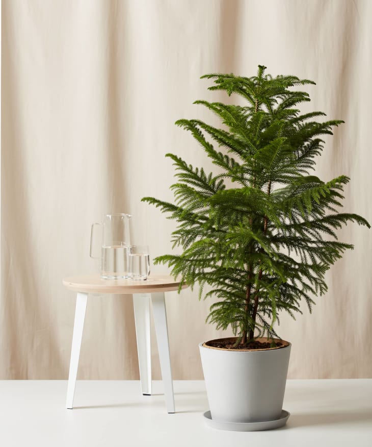 bloomscape just launched a coconut palm plant you can grow