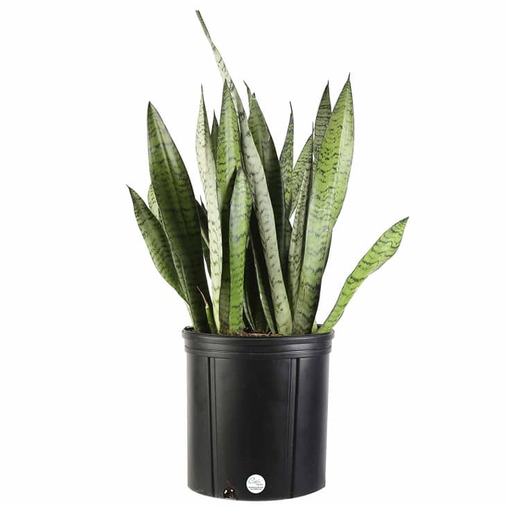 Best Plants - Amazon Costa Farms Sale | The Kitchn