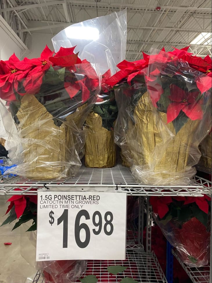 Poinsettias wrapped in plastic on industrial shelf with price tag