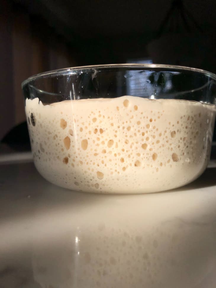 Sourdough Starter Ready for Baking Double Volume Test The Kitchn