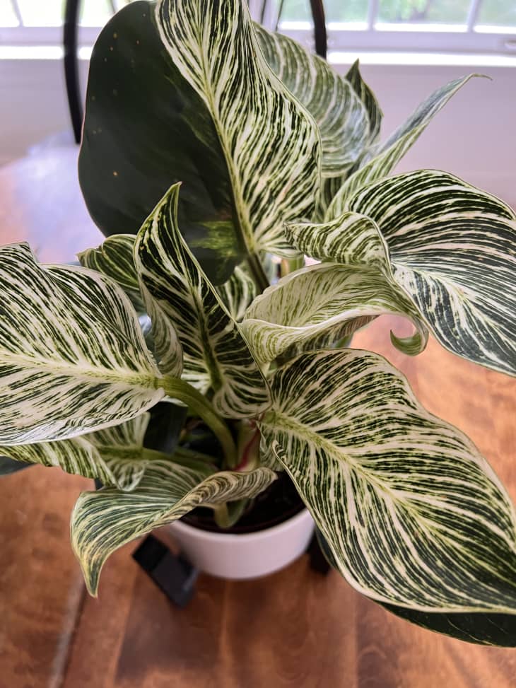 Cheap Houseplants at Costco The Kitchn