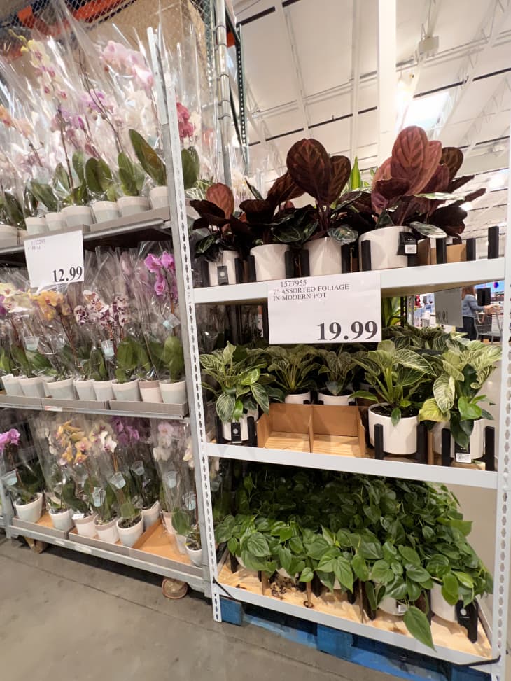 Cheap Houseplants at Costco The Kitchn