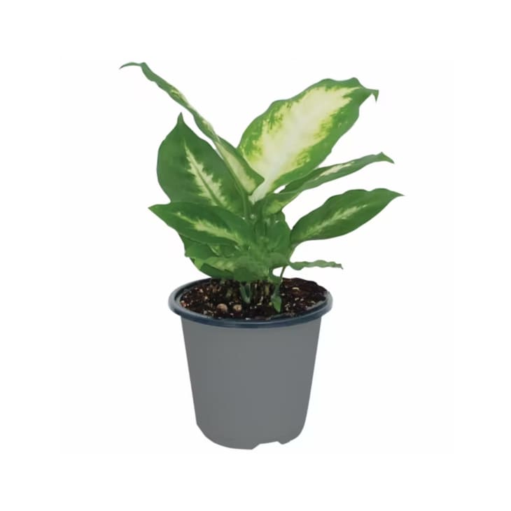 10 Houseplants Under 7 at an ALDI Near You The Kitchn