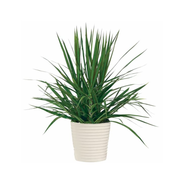 10 Houseplants Under 7 at an ALDI Near You The Kitchn