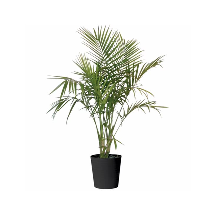 10 Houseplants Under 7 at an ALDI Near You The Kitchn