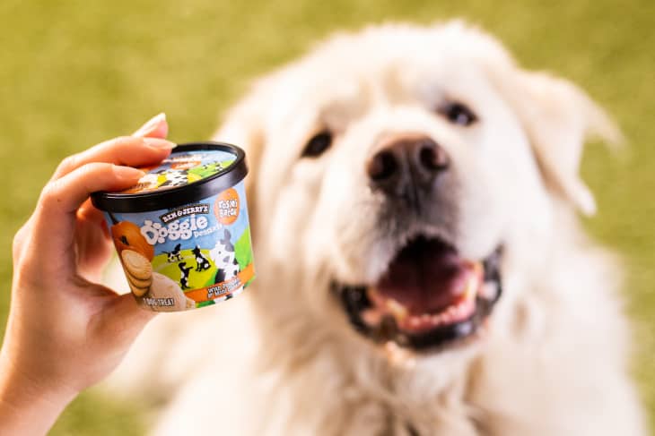 Ben & Jerry's Sells Frozen Treats Just for Dogs | The Kitchn