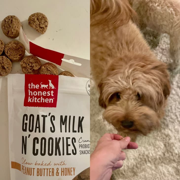 Honest dog outlet treats