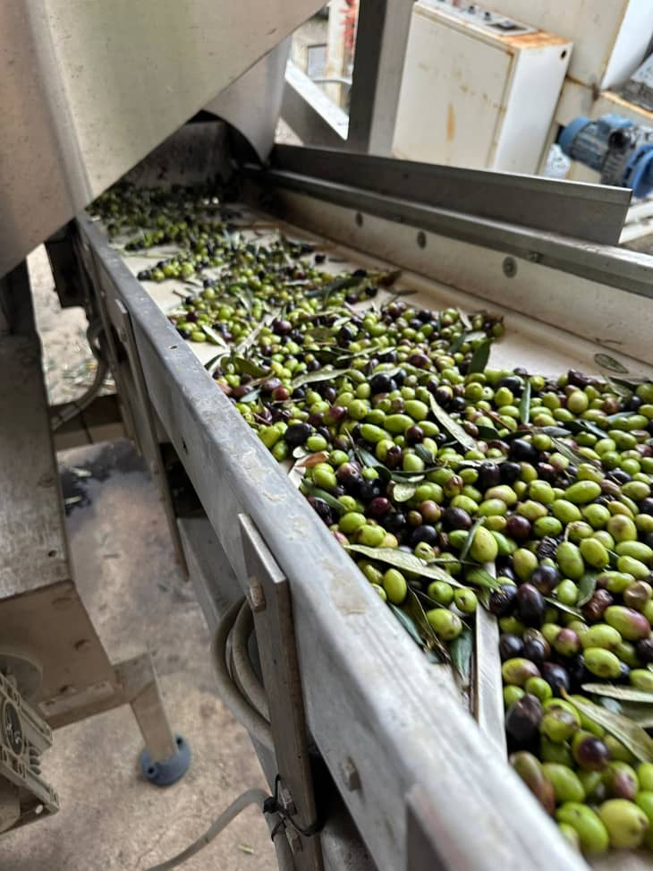 Piro High Antioxidant ExtraVirgin Olive Oil Review The Kitchn