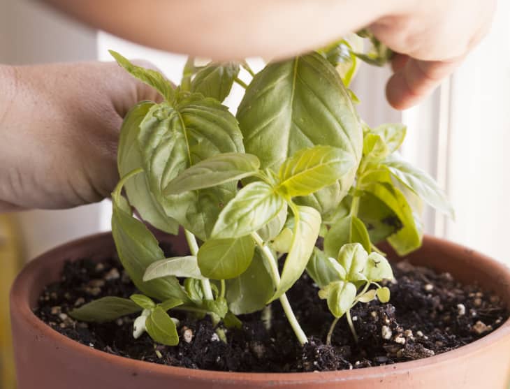 What to Know About Growing Basil Kitchn