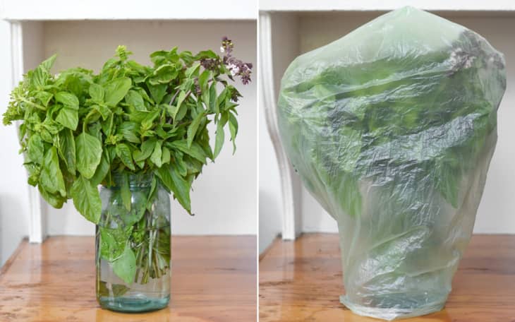 The Best Way to Keep Basil Fresh The Kitchn