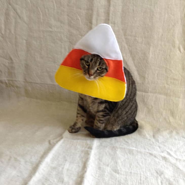 The Best Halloween Costumes for Cats for 15 or Less The Kitchn