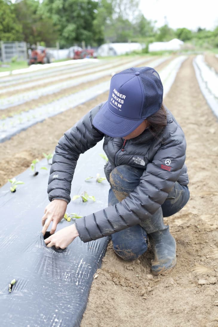 Get to Know Your Farmers: Katie Baldwin & Amanda Merrow of Amber Waves ...