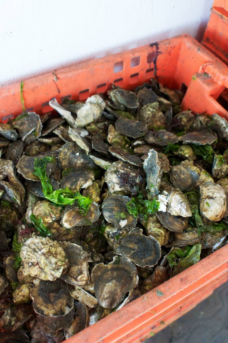 In What Months Should You Eat Fresh Oysters? The Kitchn