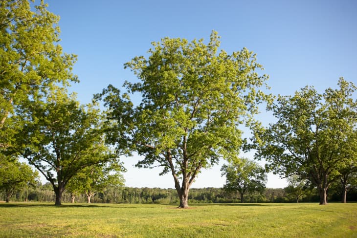 How Tucker Pecans Grows Pecans in Montgomery, Alabama | The Kitchn