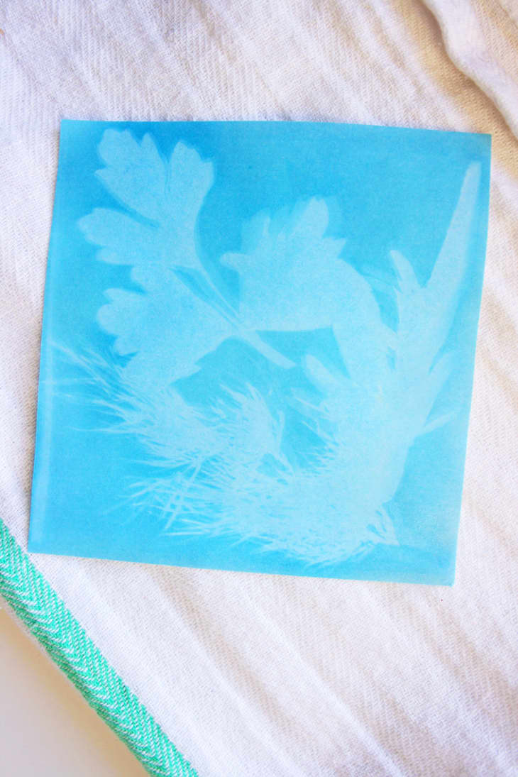 How To Make Framed Sunprints With Fresh Herbs | The Kitchn
