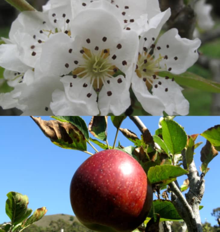 Weekend Meditation Apple Pie Blossoms The Kitchn