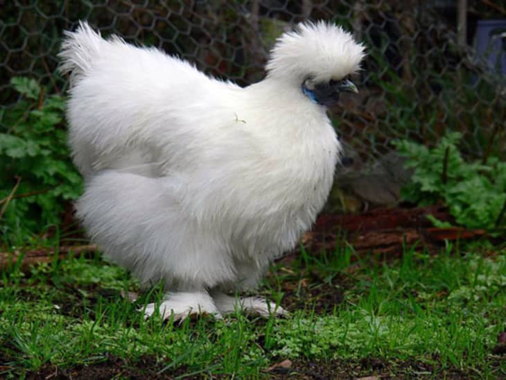 Silkie chickens best sale for sale nj