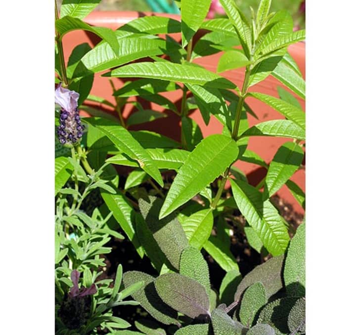 Recipe Lemon Verbena Simple Syrup The Kitchn