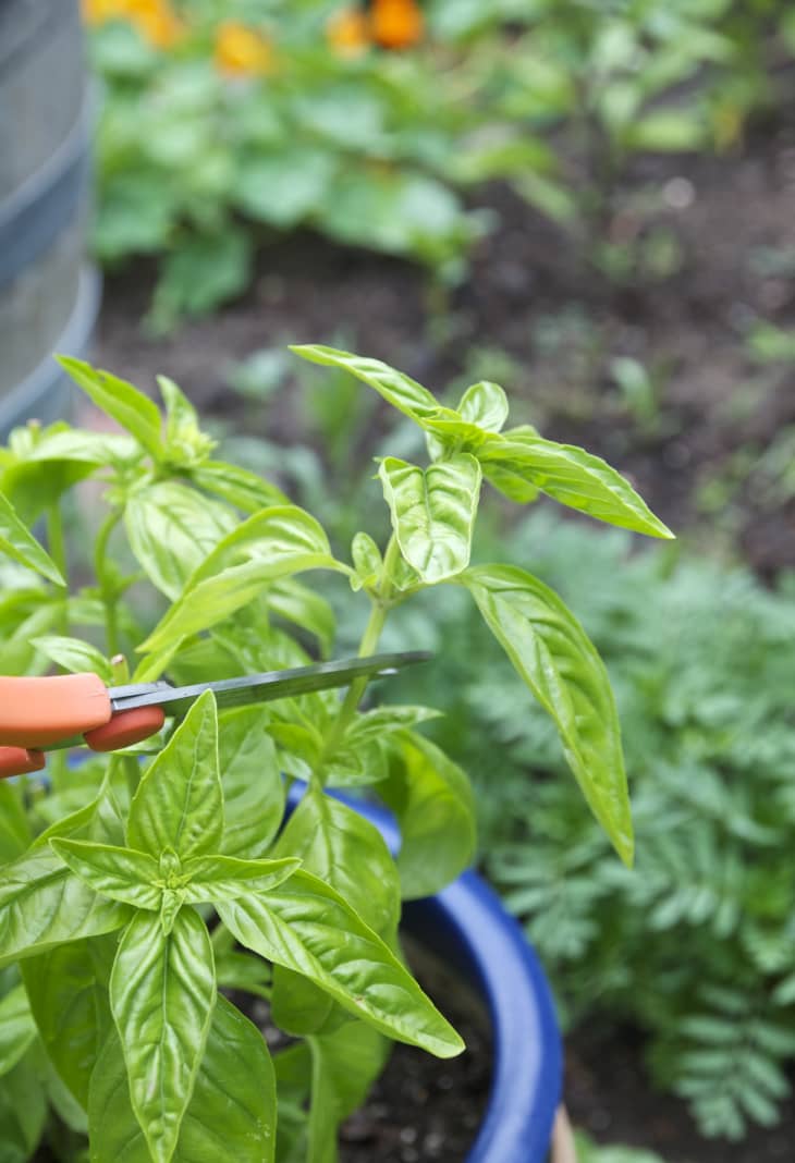How to Grow Basil in a Container Herb Garden The Kitchn
