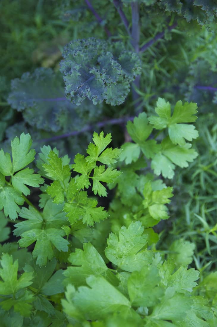 Everything You Need to Know About Growing Parsley Kitchn