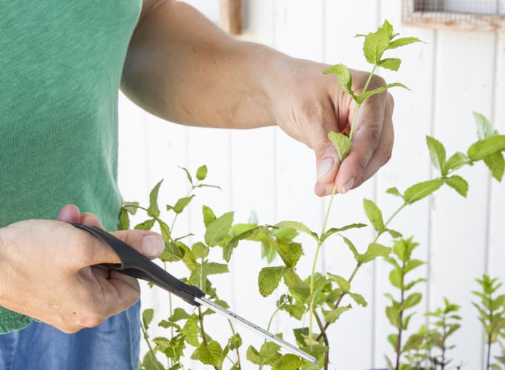 What's the Easiest Herb to Grow Indoors? | The Kitchn