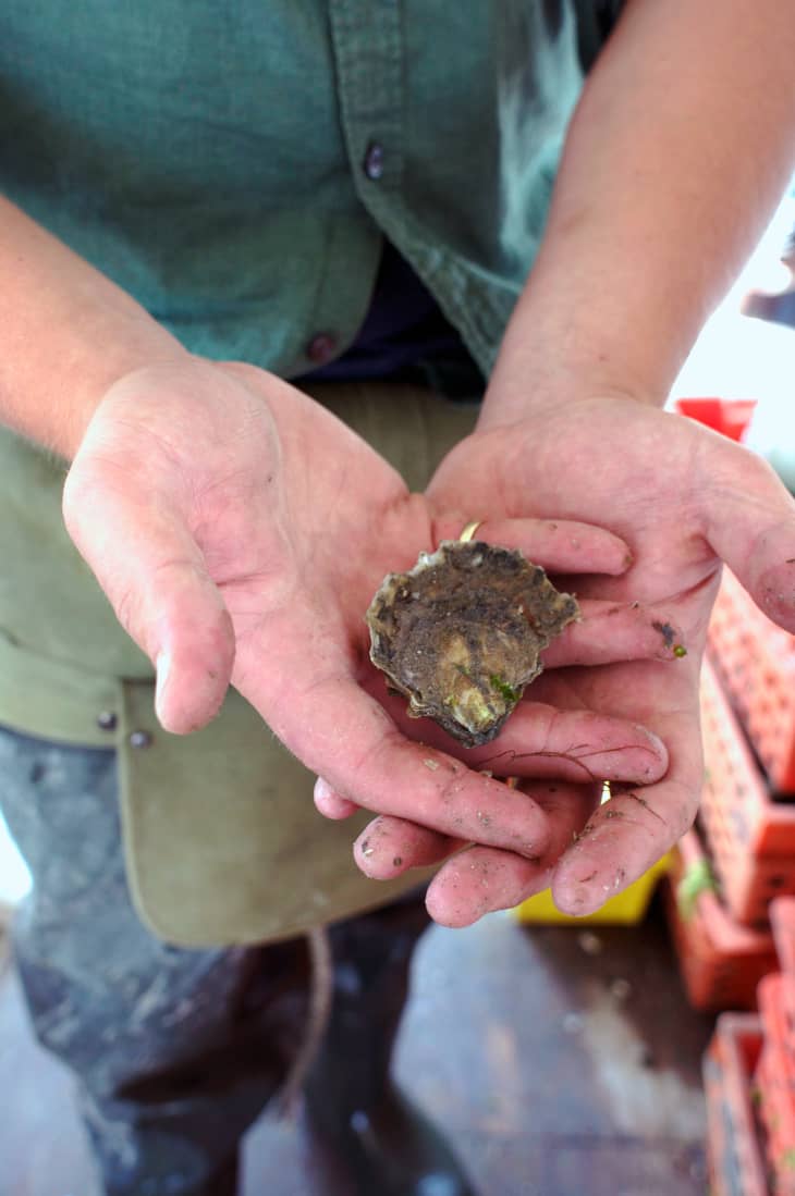 How Oysters Are Grown: A Visit to Island Creek Oysters in Duxbury ...