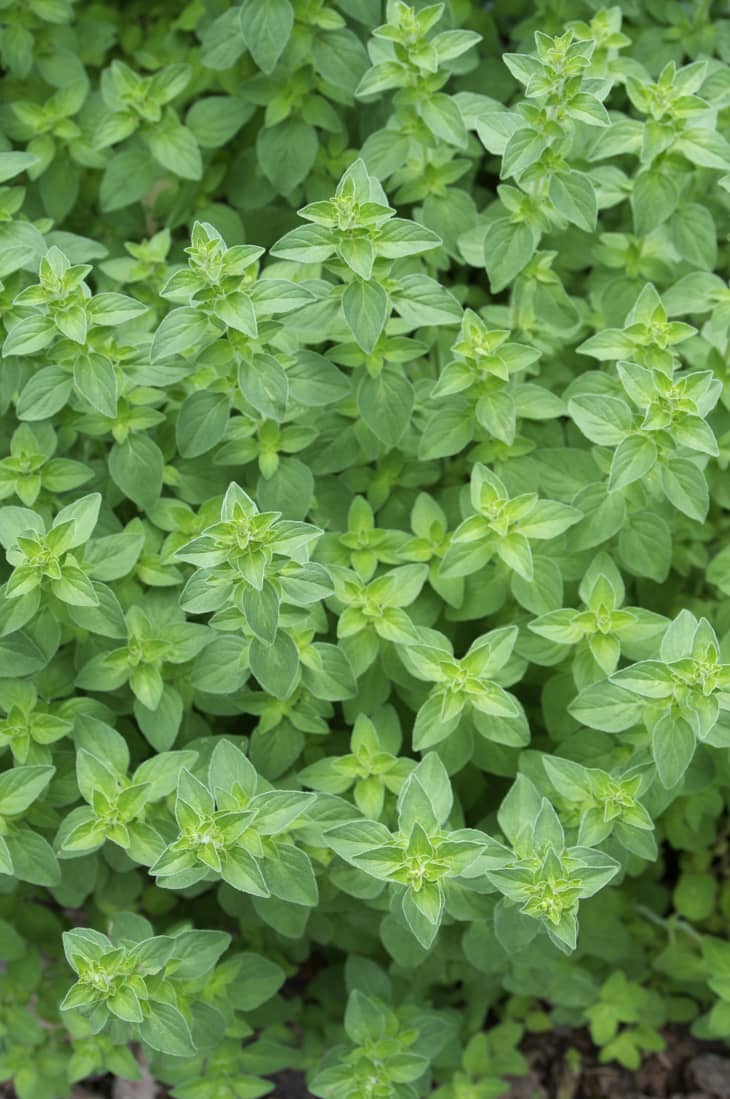 Everything You Need to Know About Growing Oregano Kitchn