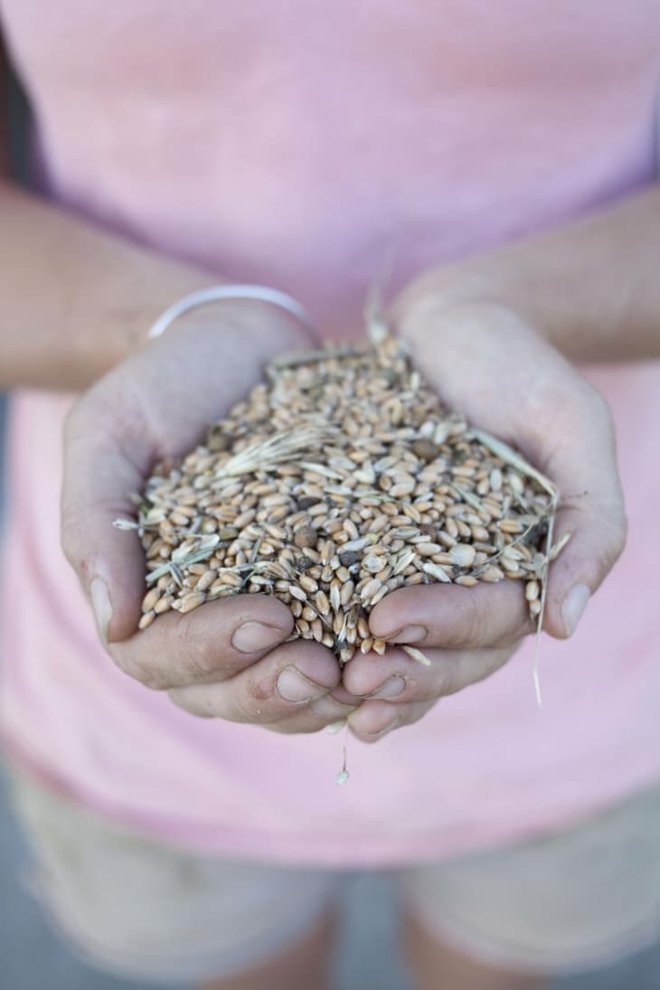 From Seed to Table How The Amagansett Wheat Project Turns Local Wheat