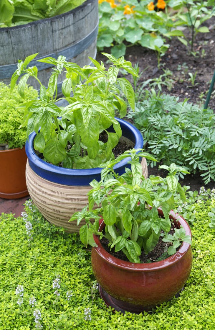 How to Grow Basil in a Container Herb Garden The Kitchn