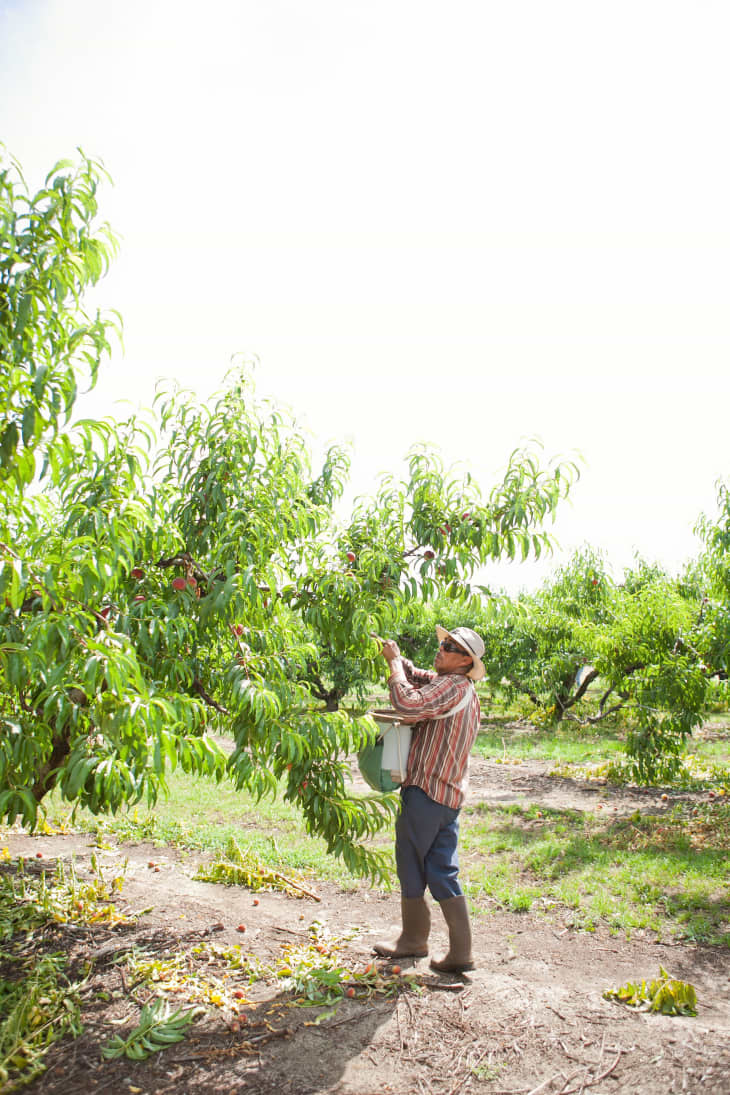 How a Georgia Peach Gets Picked | The Kitchn