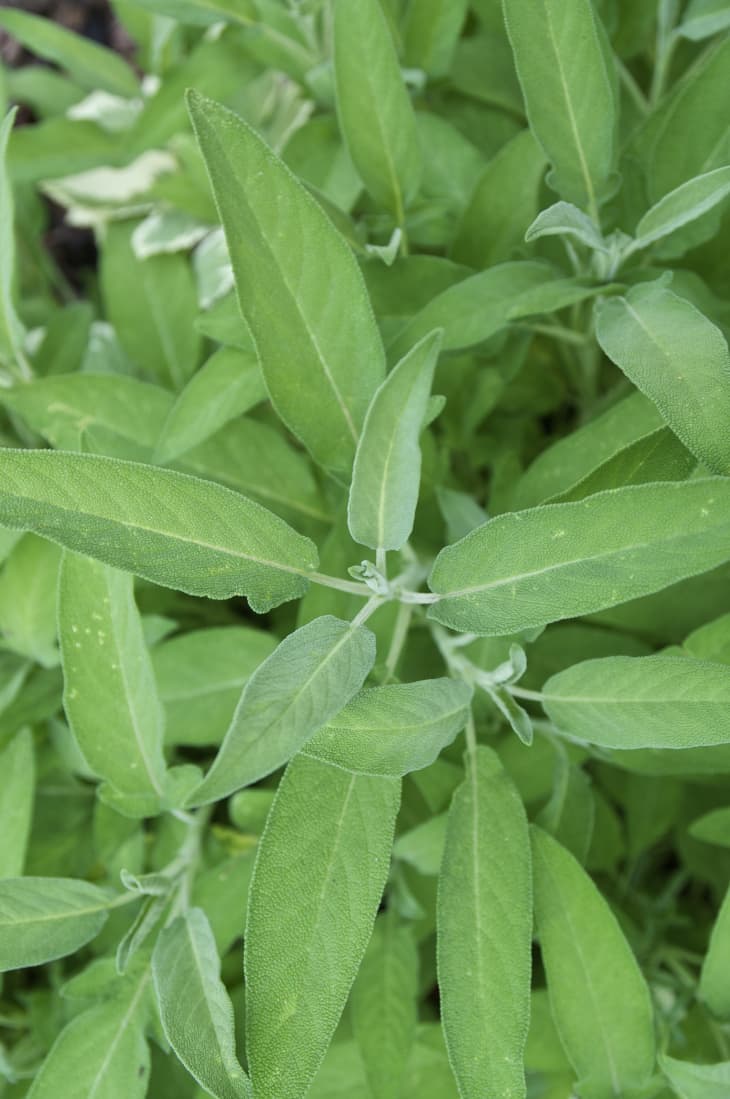 Everything You Need to Know About Growing Sage Kitchn