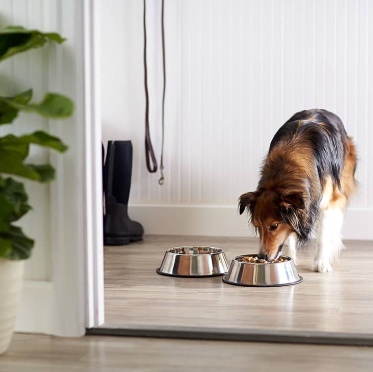 Cleaning shop dog bowls