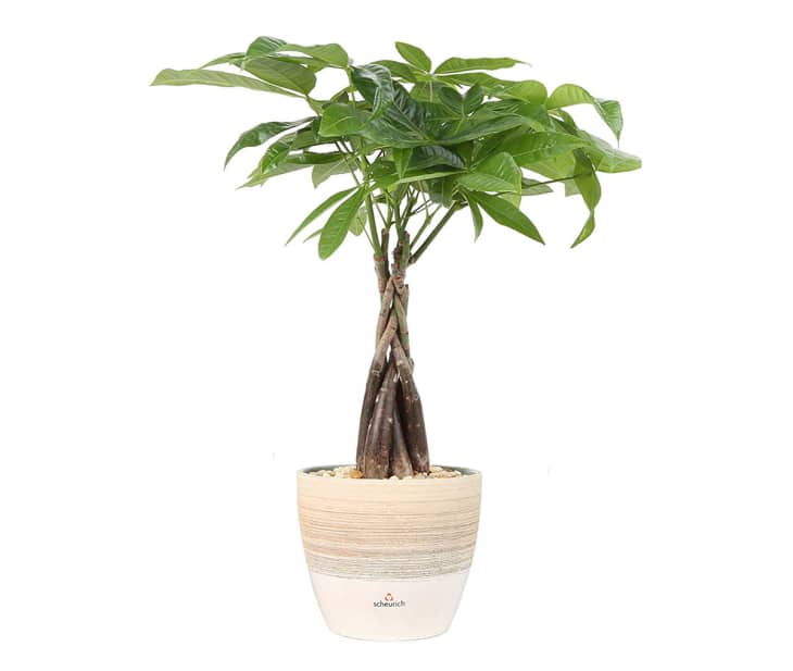 Best Plants Amazon Costa Farms Sale The Kitchn