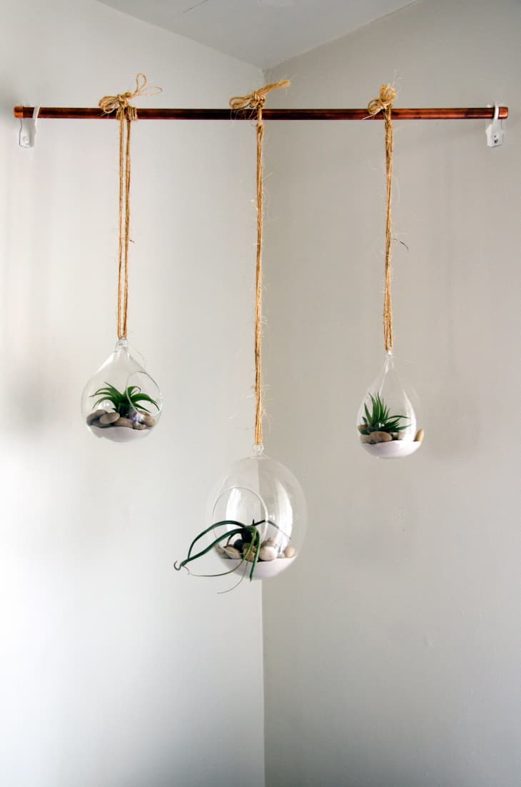 Air Plant Care - How to Grow & Maintain Air Plants | Apartment Therapy
