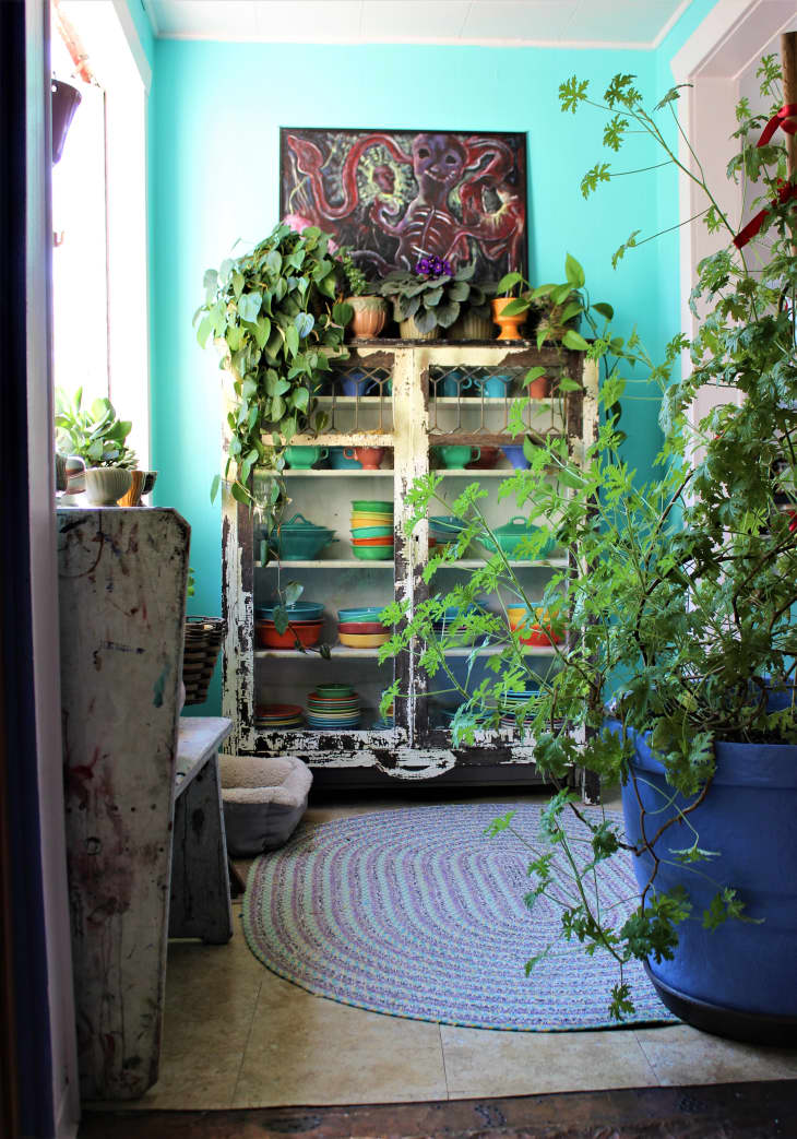 pothos for sale Golden Pothos main image 1