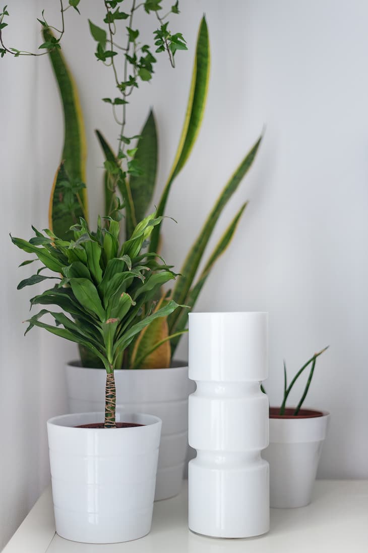 Planters With No Holes: What Do? | Apartment