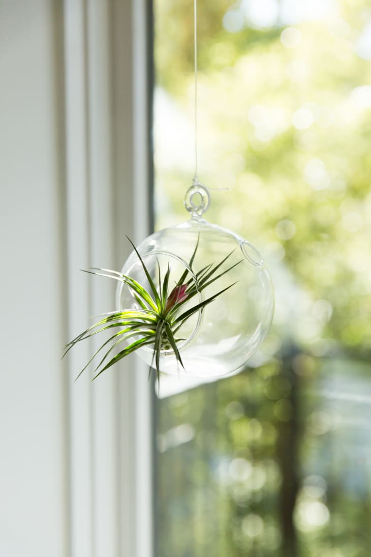 Air Plant Care - How to Grow & Maintain Air Plants | Apartment Therapy