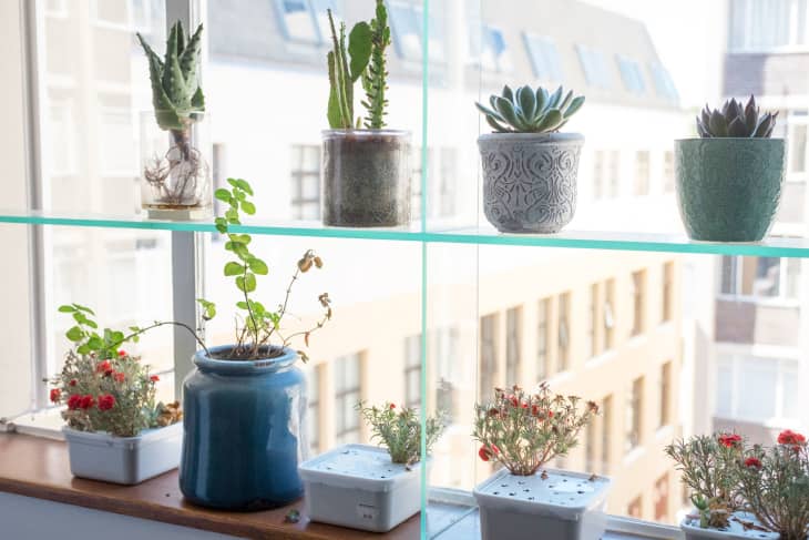 How to Display Houseplants: 98 of Our Favorite Plant-Display Ideas