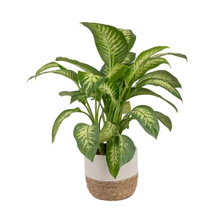 8 Plant Deals from The Home Depot's Spring Black Friday 2026 | Apartment  Therapy