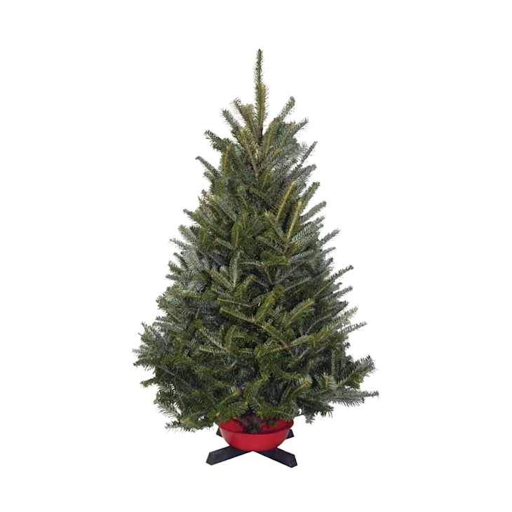 Costco's Selling Real Tabletop Christmas Trees for Just $20 | The Kitchn