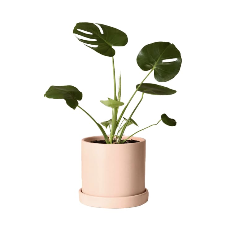Product Image: Monstera