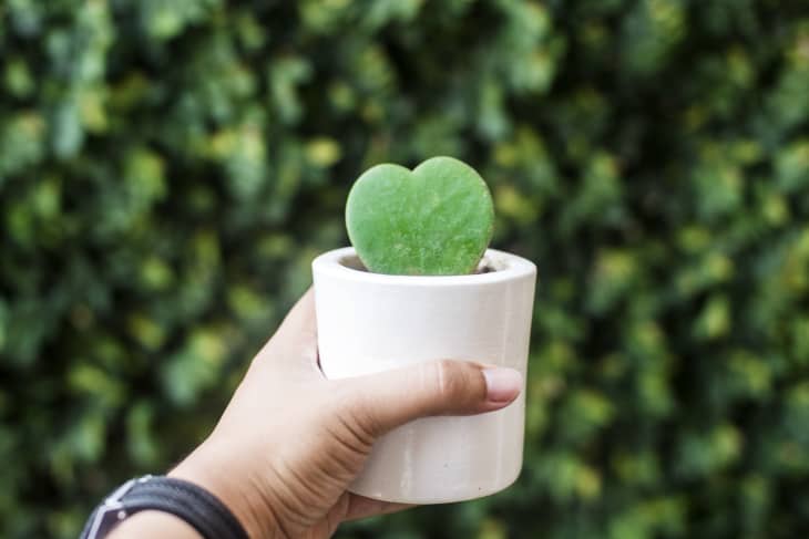 Hoya Plant Care - How to Grow & Maintain Hoya Plants | Apartment Therapy