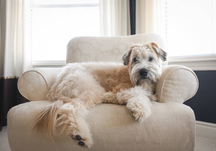 Wheaten dog laying on an upholstered chair in a bright room
