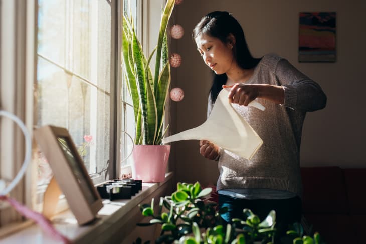 Woman waters the plants in her Sydney apartment.